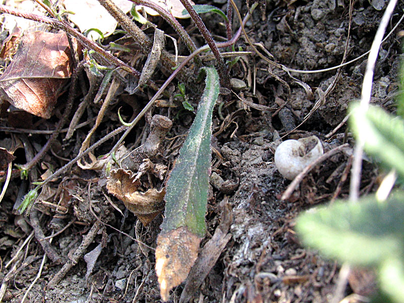 Campanula sibirica / Campanula siberiana